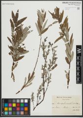 Foto von Salix repens L. x Salix viminalis L.